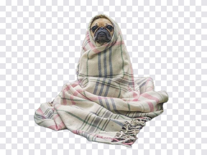 The same pug cut out cleanly, with the background replaced by a transparency checkerboard