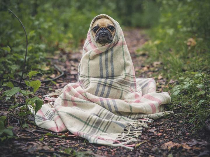 Original photo of a pug wrapped in a plaid blanket on a forest path